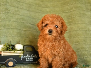 Maltipoo dogs Belle - Ad 21
