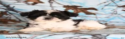 Shih Tzu dogs for sale: Crinkles - Ad 3