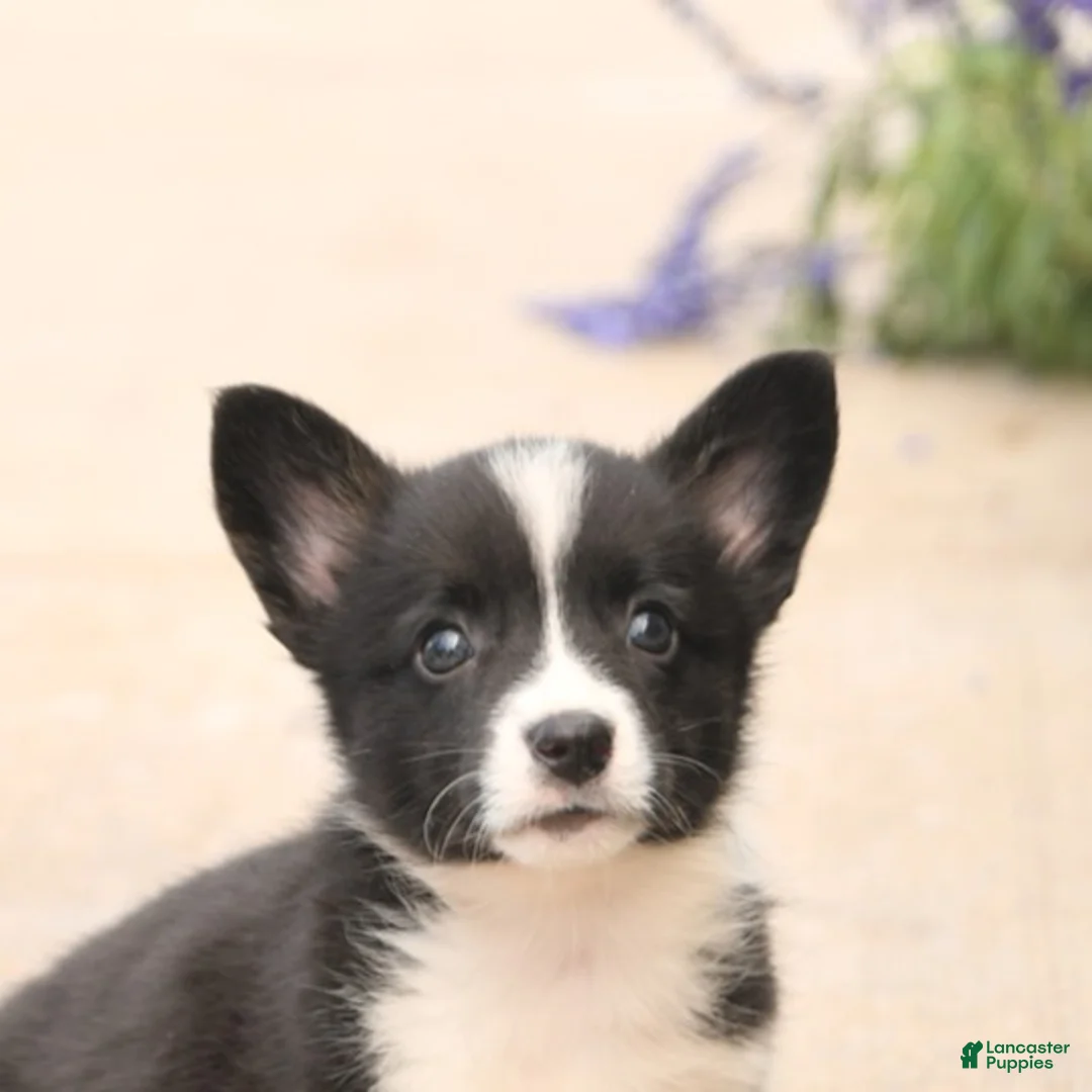 Welsh Corgi Pembroke dogs for sale: Lucy - Ad 5