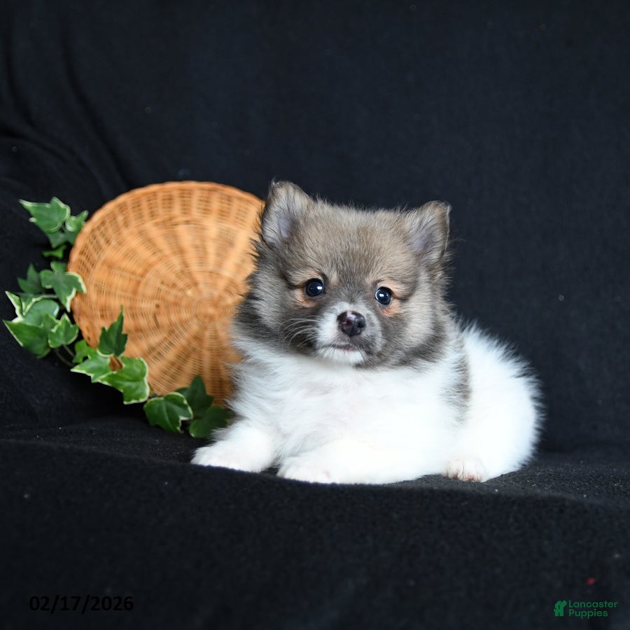 Pomeranian dogs Flower - Ad 2