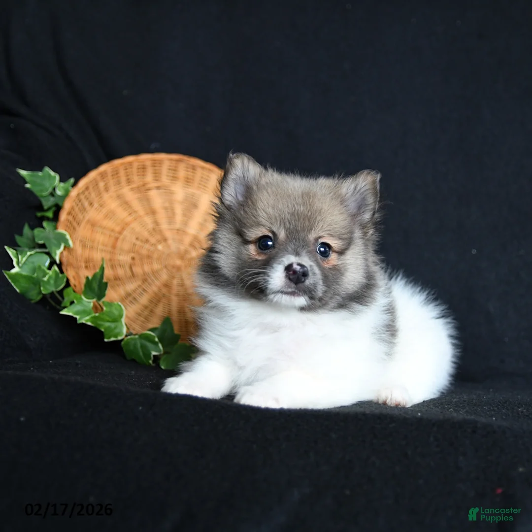 Pomeranian dogs for sale: Flower - Ad 2