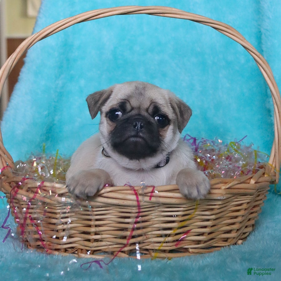 Pug dogs Paddington - Ad 1