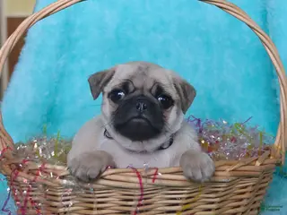 Pug dogs for sale: Paddington - Ad 4