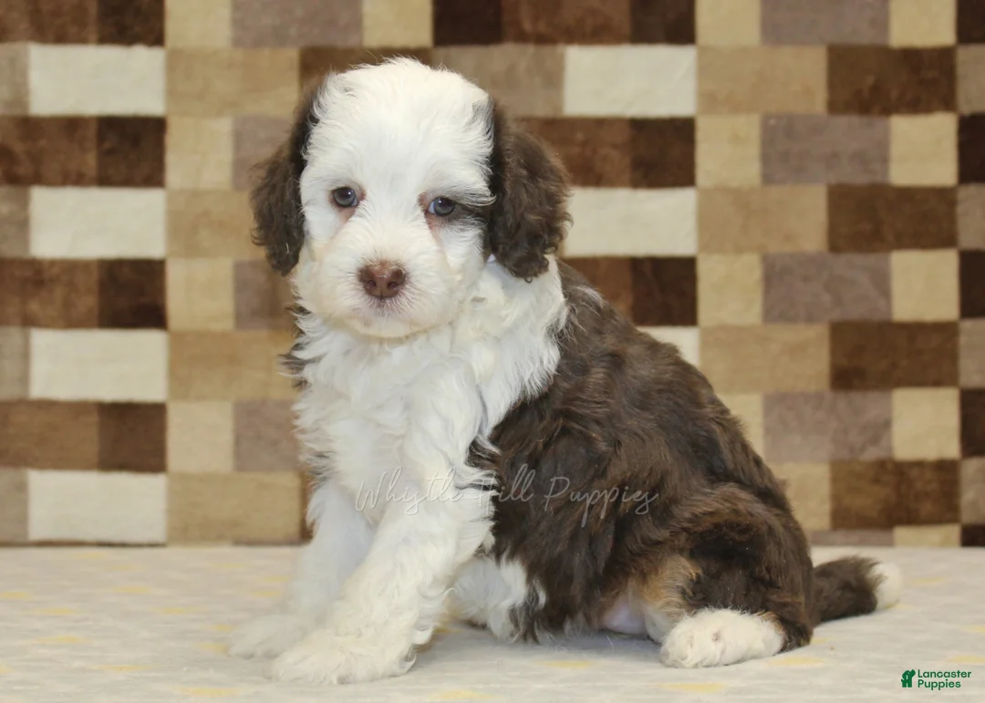 Mini Bernedoodle dogs for sale: Honey - Ad 4