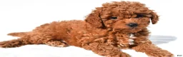 Cavapoo dogs for sale: Max - Ad 4