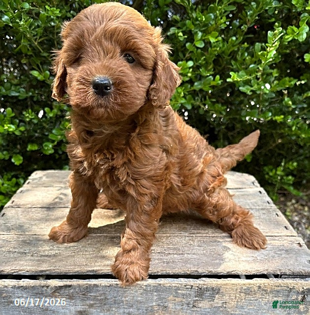 Mini Goldendoodle dogs Billie - Ad 2