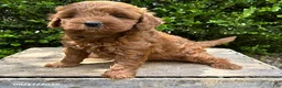 Mini Goldendoodle dogs for sale: Billie - Ad 2