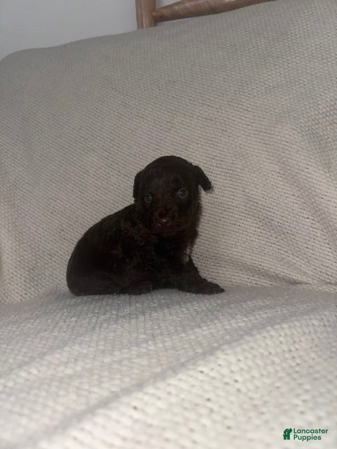 Mini Aussiedoodle dogs Mini Aussiedoodle Puppy 2 - Ad 23