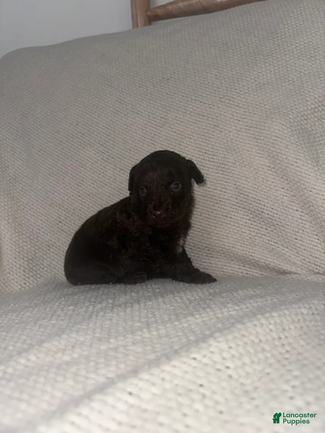 Mini Aussiedoodle dogs for sale: Mini Aussiedoodle Puppy 2 - Ad 1