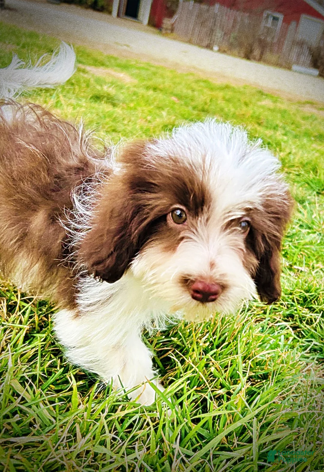 Havapoo dogs for sale: Simon - Ad 25