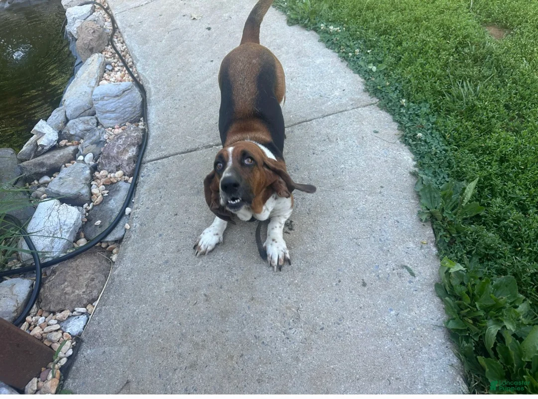 Basset Hound dogs for sale: Basset Hound 1 - Ad 5