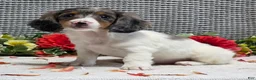 Miniature Dachshund dogs for sale: Ruthie - Ad 4