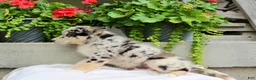 Mixed Breed dogs for sale: Lucky - Ad 5