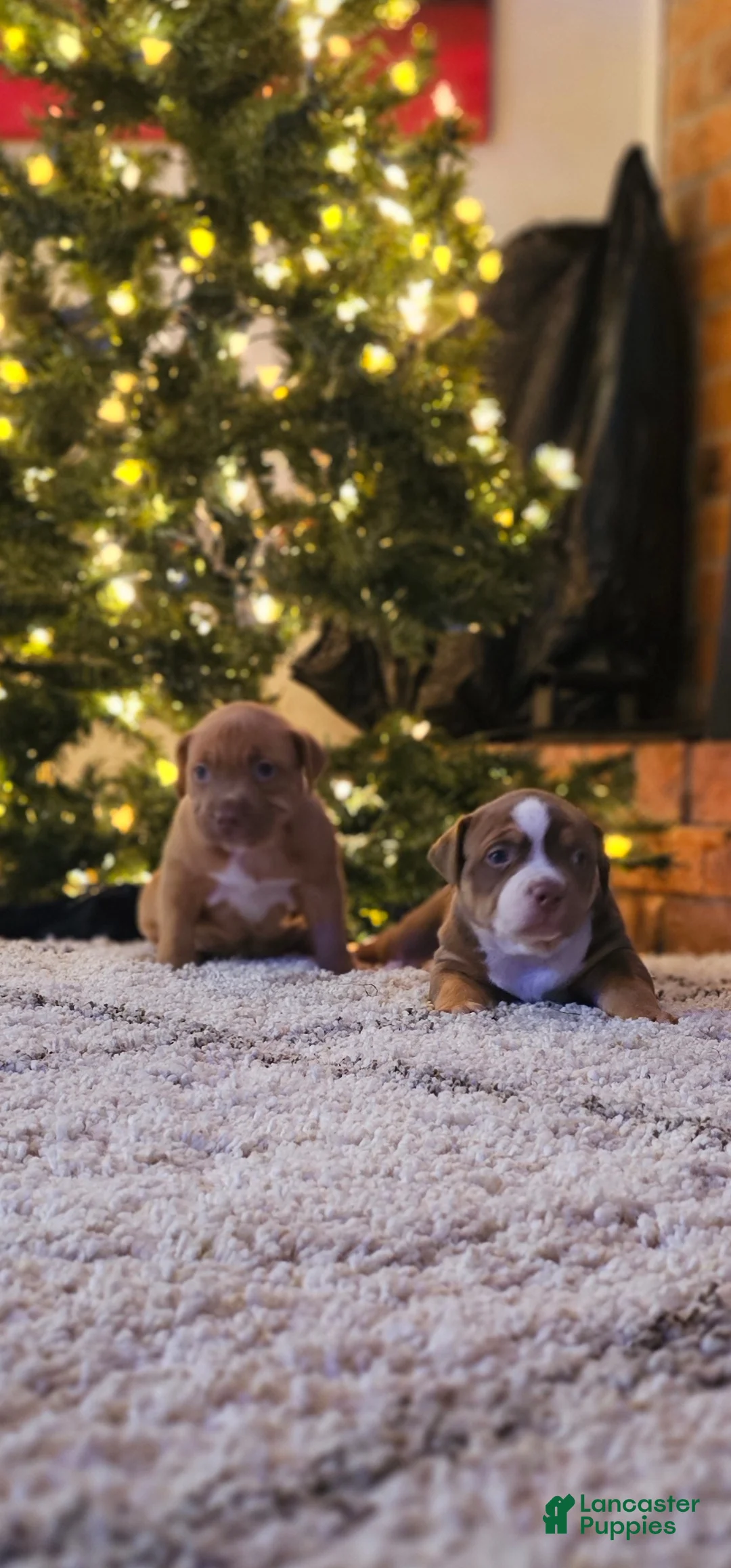American Bully dogs for sale: American Bully Puppy 1 - Ad 7