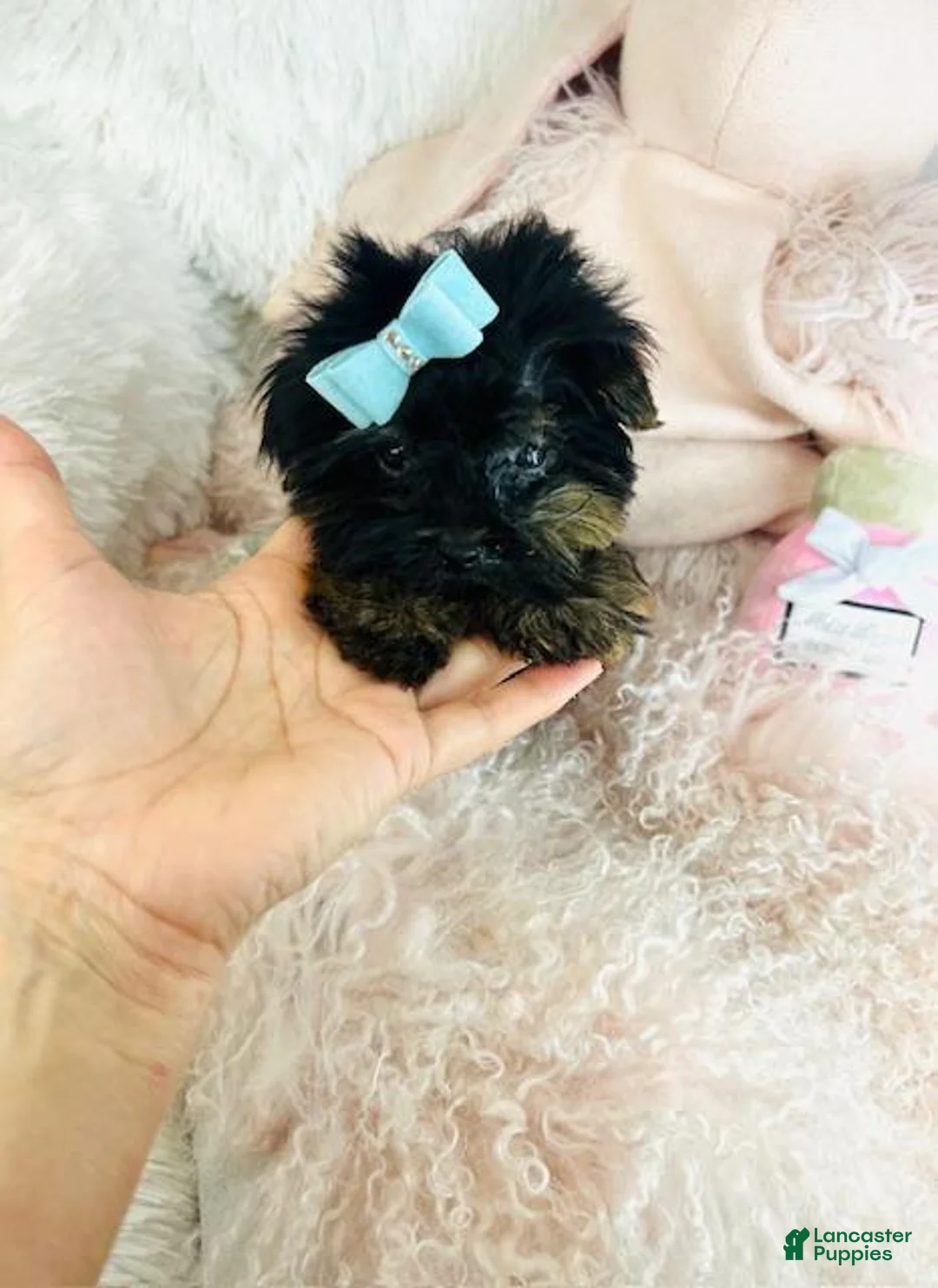 Yorkshire Terrier dogs for sale: Yorkshire Terrier Puppy 1 - Ad 2