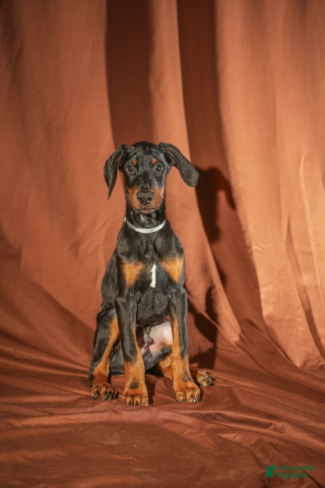 Doberman Pinscher dogs for sale: Gray - Ad 4