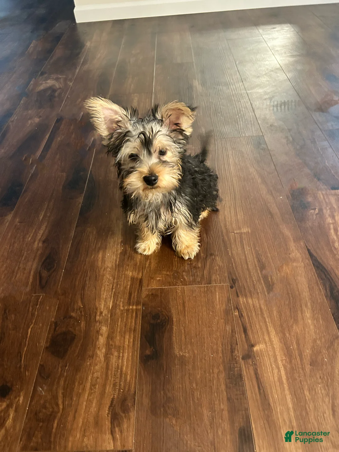 Yorkshire Terrier dogs for sale: Yorkshire Terrier Puppy 1 - Ad 2
