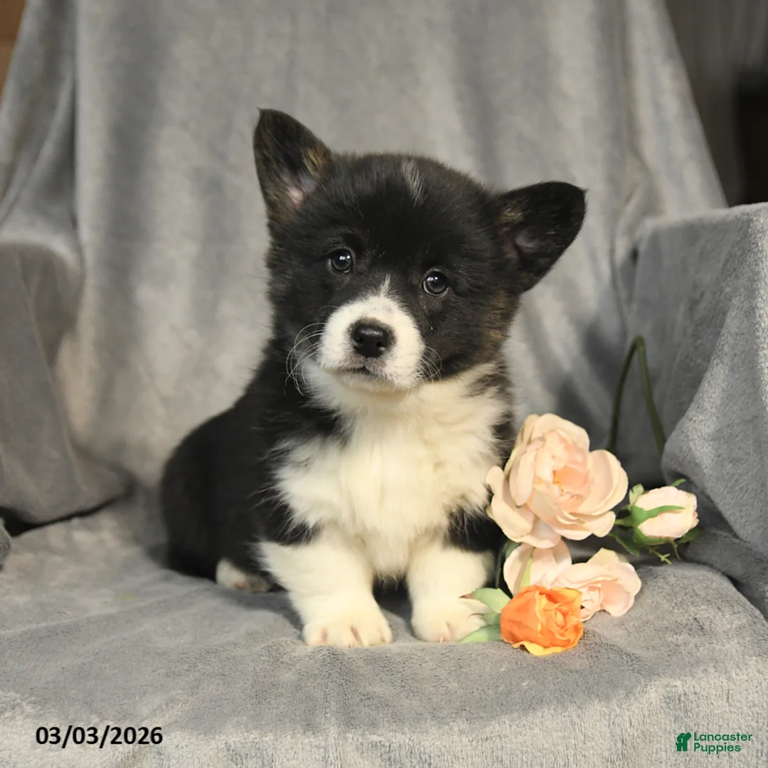 Welsh Corgi Pembroke dogs for sale: Bailey - Ad 1