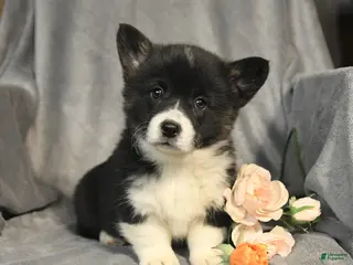 Welsh Corgi Pembroke dogs for sale: Bailey - Ad 2