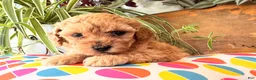 Toy Poodle dogs for sale: Madrick  - Ad 4