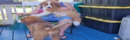 Mixed Breed dogs for sale: Marley - Ad 62