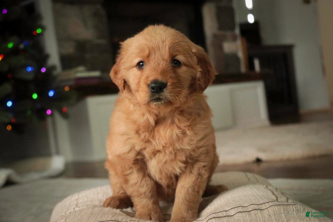 Golden Retriever dogs for sale: Serenity - AKC - Ad 5