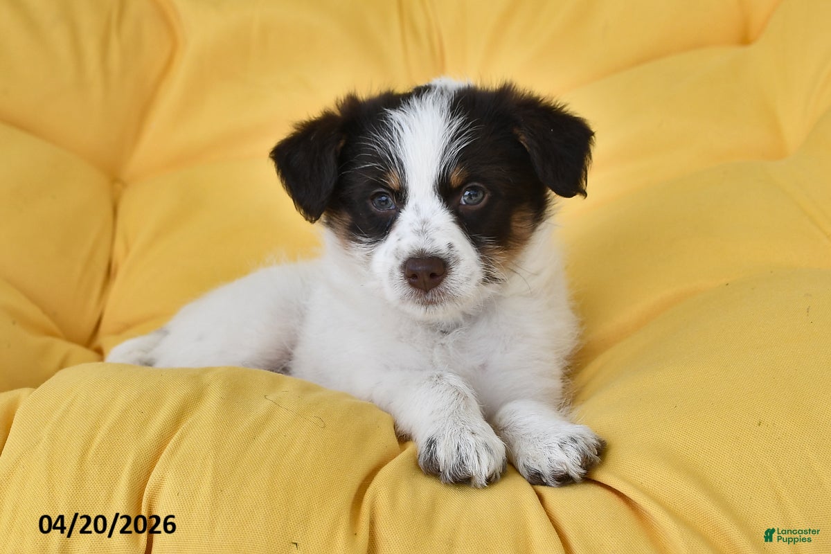 Mixed Breed dogs Dale - Ad 2