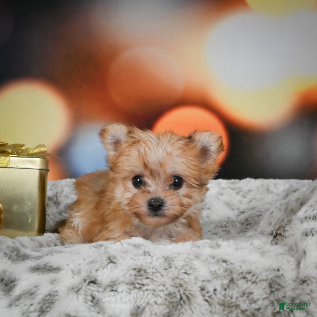 Morkie dogs for sale: mel - Ad 3