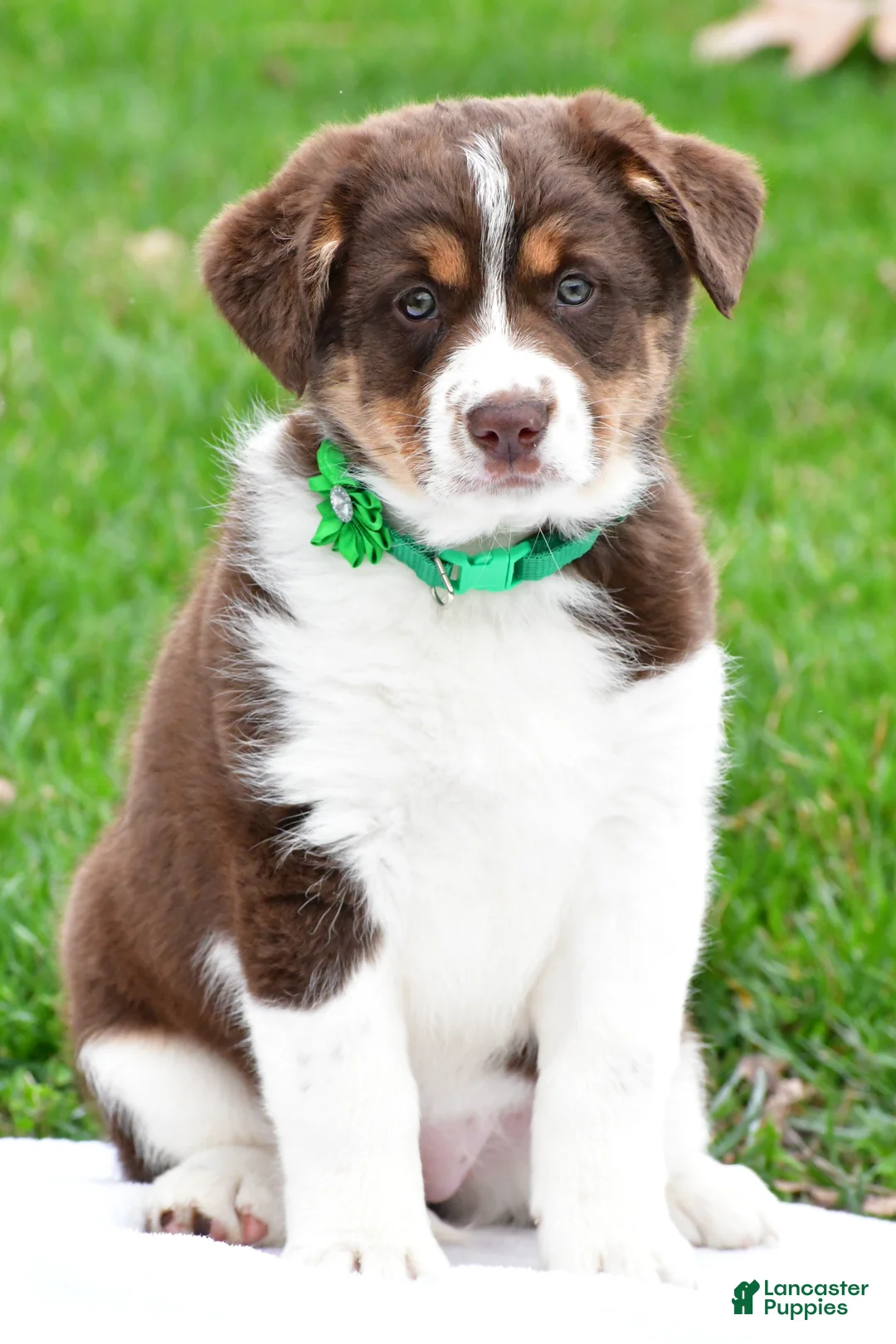 Mixed Breed dogs for sale: Hazel - Ad 1