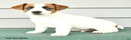 Jack Russell Terrier dogs for sale: Finley - Ad 3