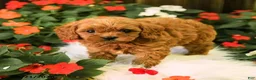 Cavapoo dogs for sale: Bentley - Ad 4
