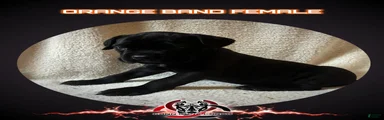 Cane Corso Puppy 8
