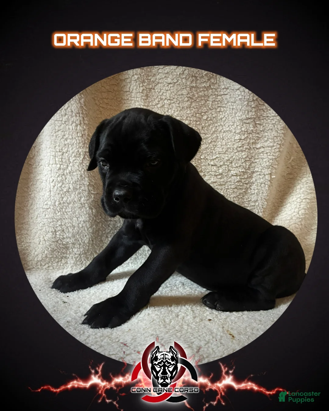 Cane Corso dogs for sale: Cane Corso Puppy 8 - Ad 1