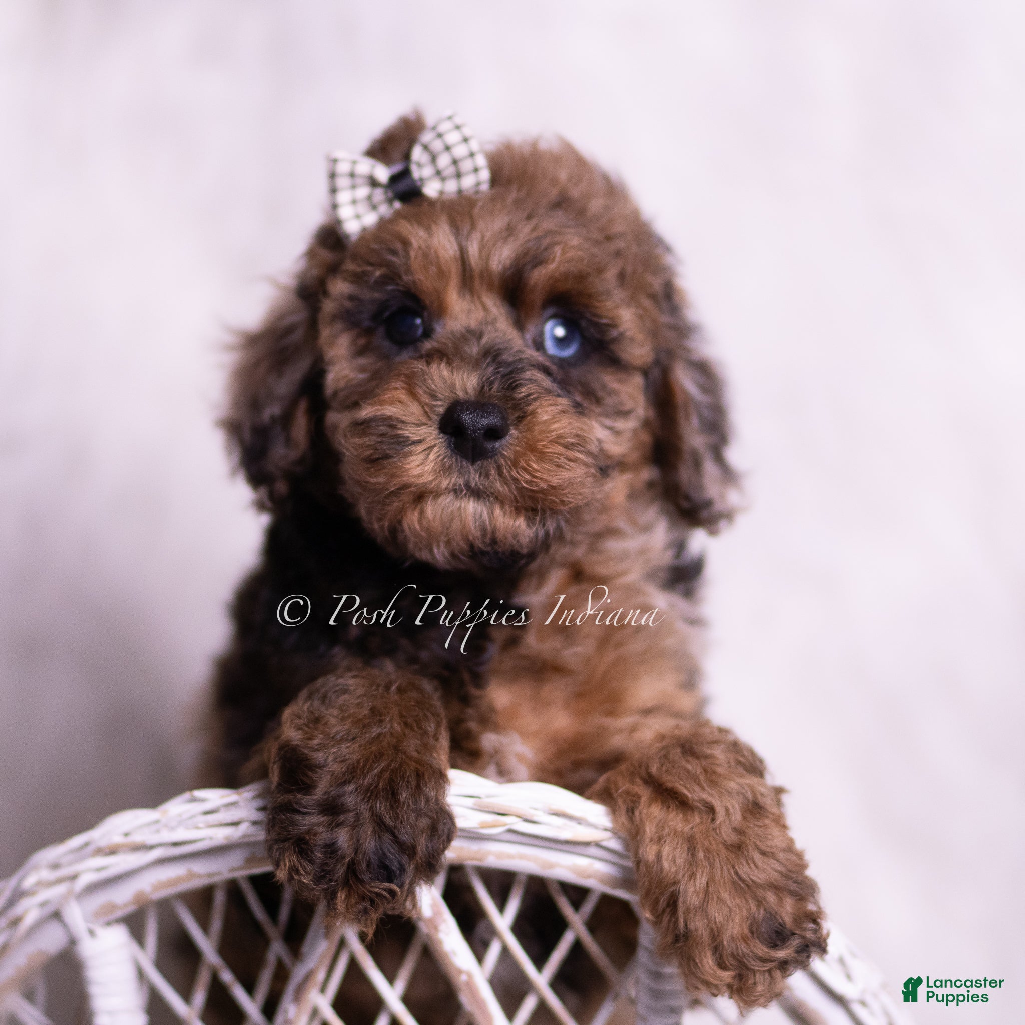 Toy Poodle dogs Sisco - Ad 1