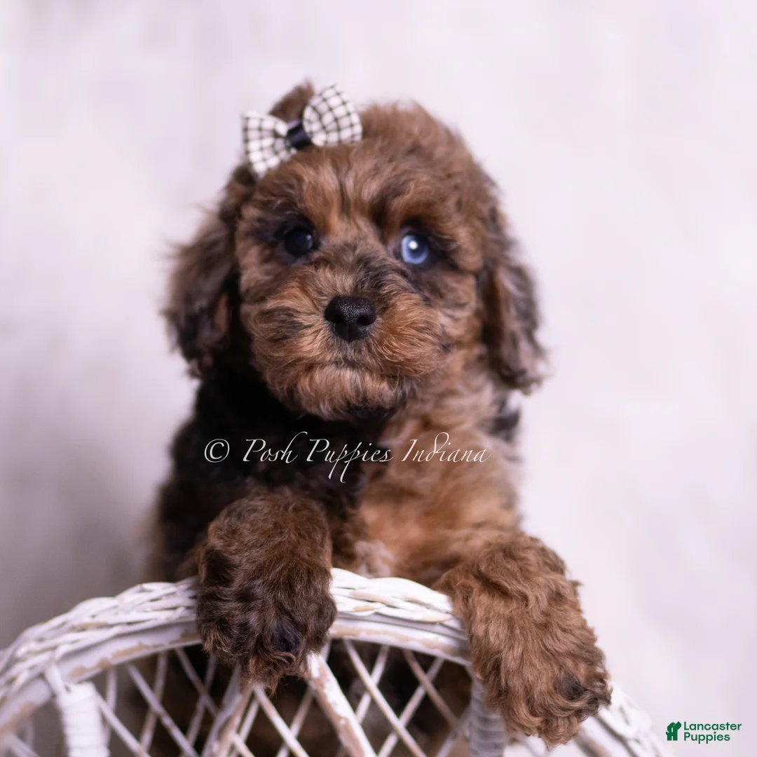 Toy Poodle dogs for sale: Sisco - Ad 1
