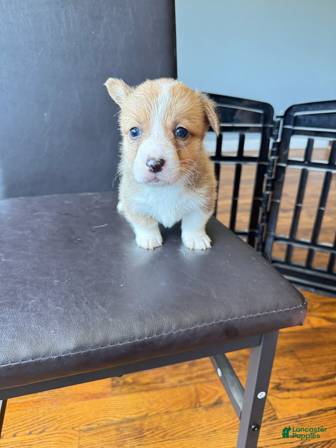 Welsh Corgi Pembroke dogs for sale: Luke - Ad 2