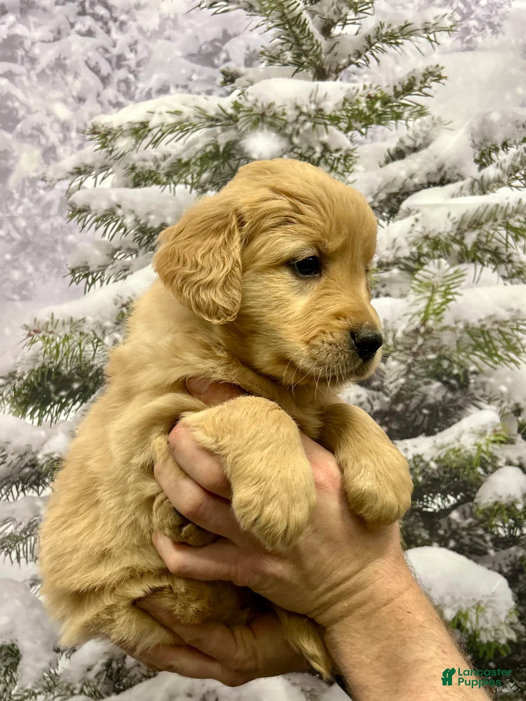 Golden Retriever dogs for sale: Honey - Ad 6