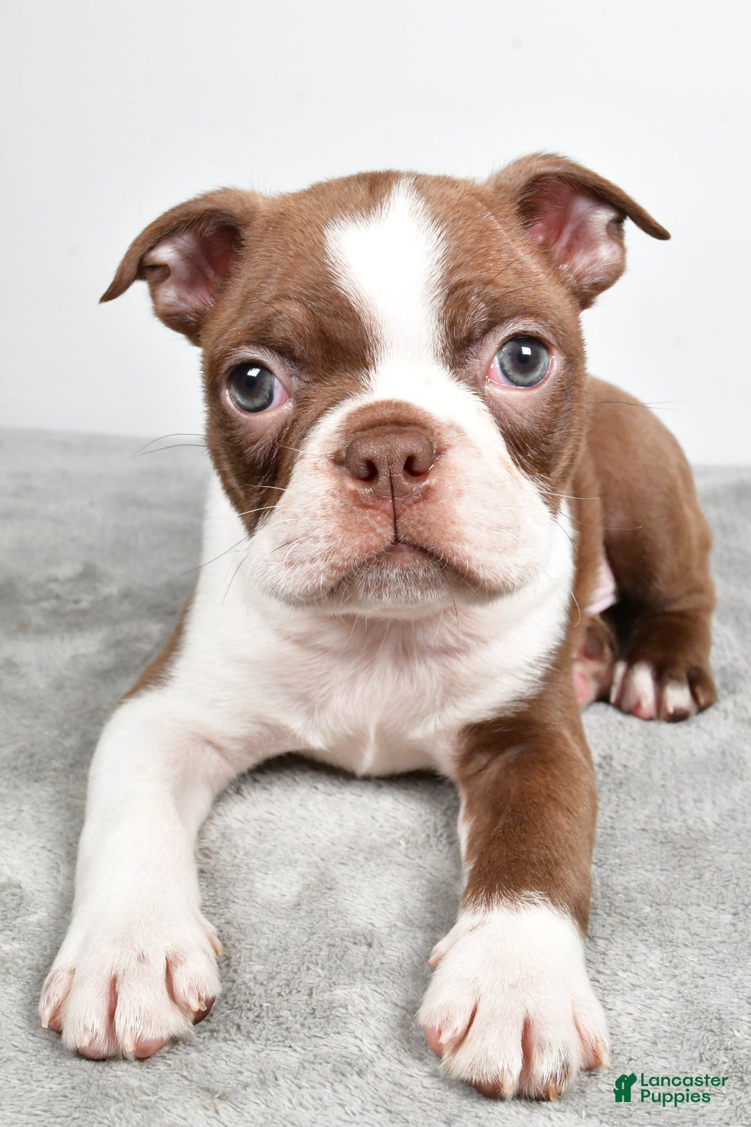 Boston Terrier dogs for sale: Jasper - Ad 5