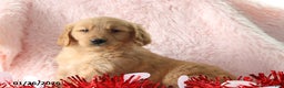 Golden Retriever dogs for sale: Lindsey - Ad 2