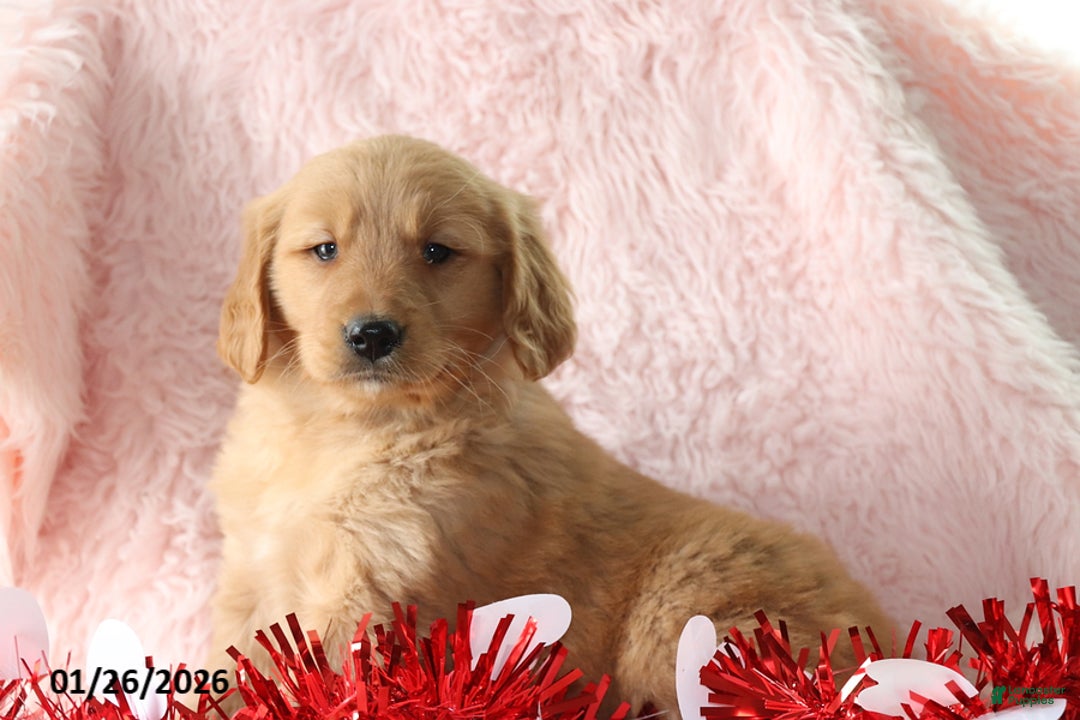 Golden Retriever dogs for sale: Lindsey - Ad 2