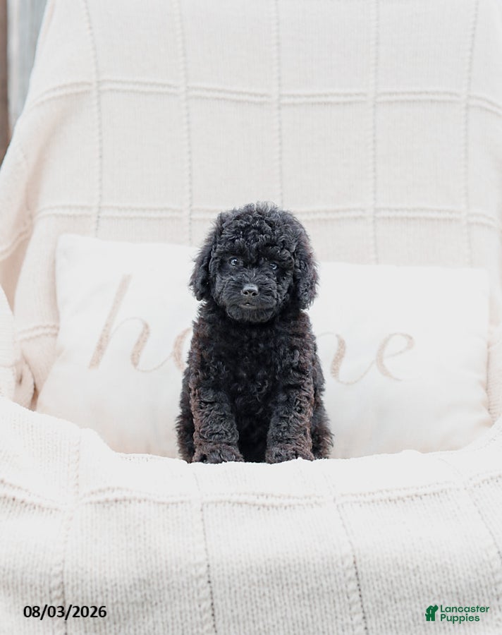 Miniature Poodle dogs Kemp - Ad 1