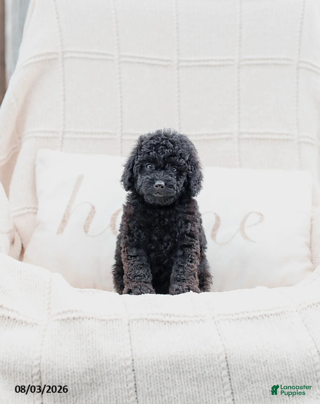 Miniature Poodle dogs for sale: Kemp - Ad 1