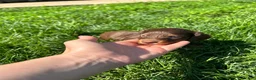 Miniature Dachshund dogs for sale: Maisley - Ad 5
