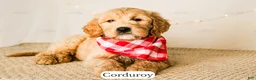 Goldendoodle dogs for sale: Corduroy - Ad 12