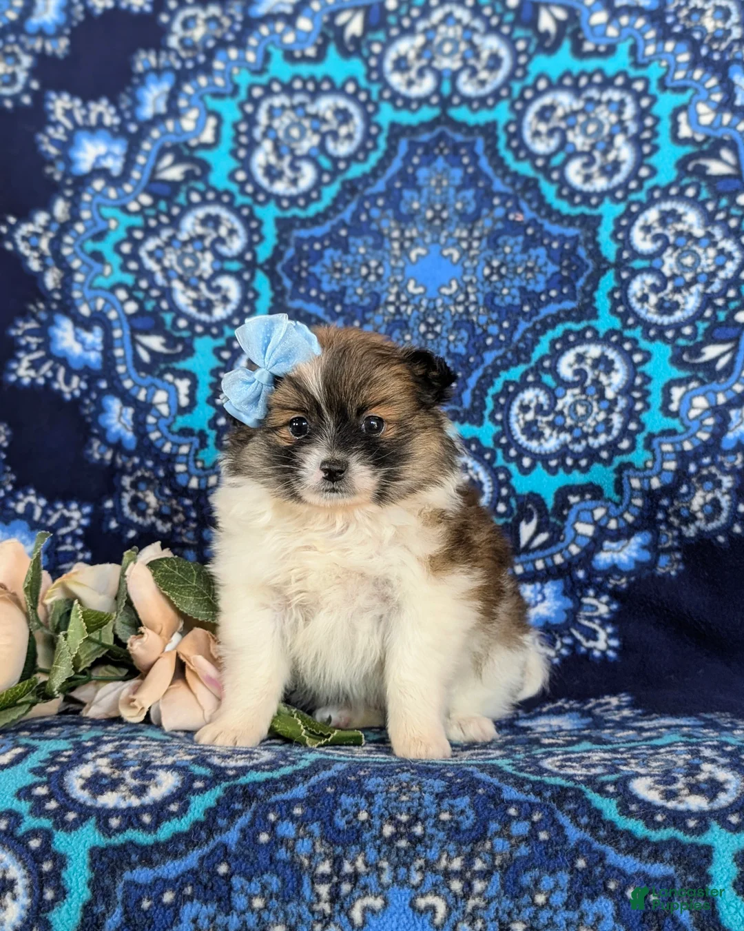 Pomeranian dogs for sale: Tiara - Ad 2