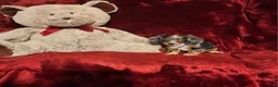 Miniature Dachshund dogs for sale: HUCKLEBERRY  - Ad 8