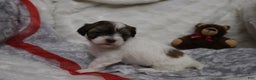 Havanese dogs for sale: Sugar Bun - Ad 2