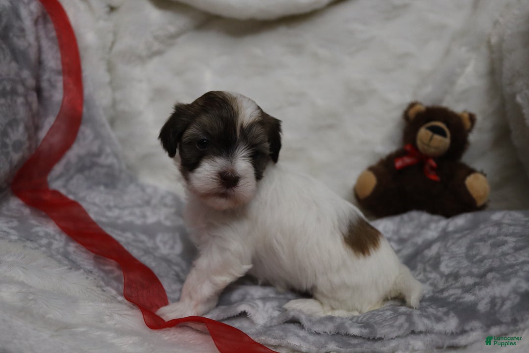 Havanese dogs for sale: Sugar Bun - Ad 2
