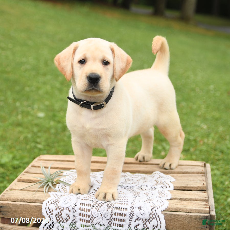 Labrador Retriever dogs Muffin - Ad 1