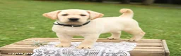 Labrador Retriever dogs for sale: Muffin - Ad 1